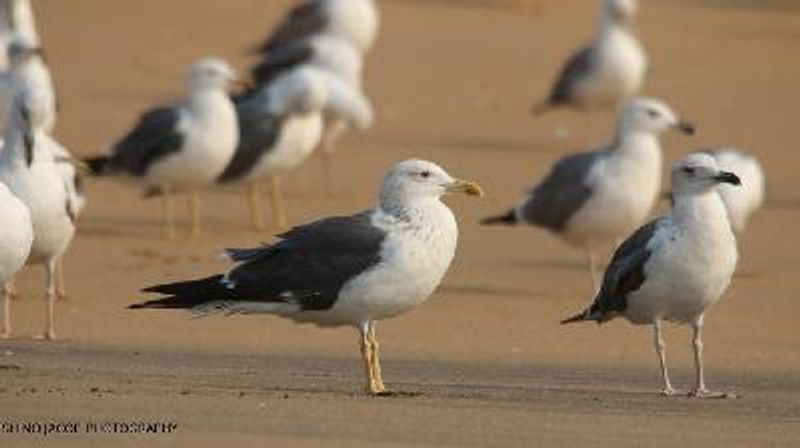 Lesser Black backed Gull