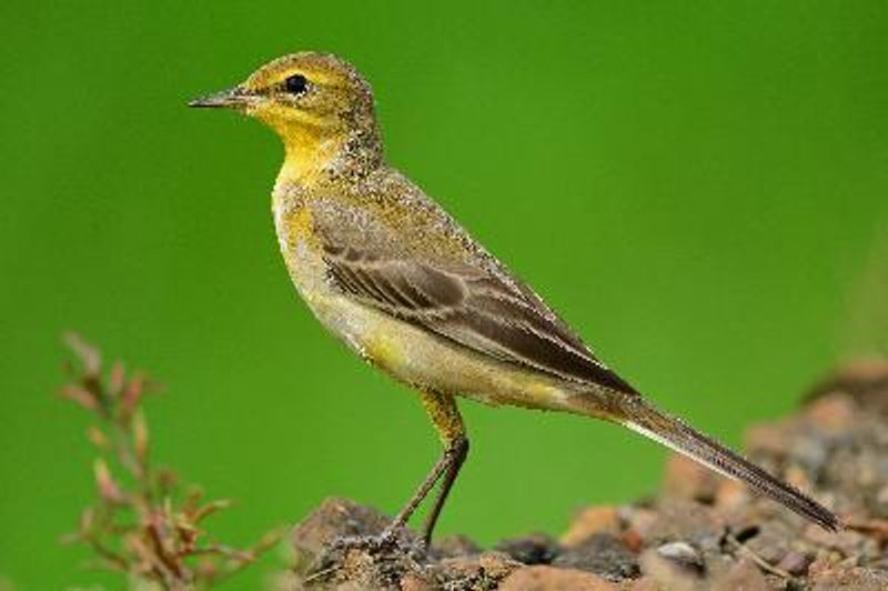 Western Yellow Wagtail