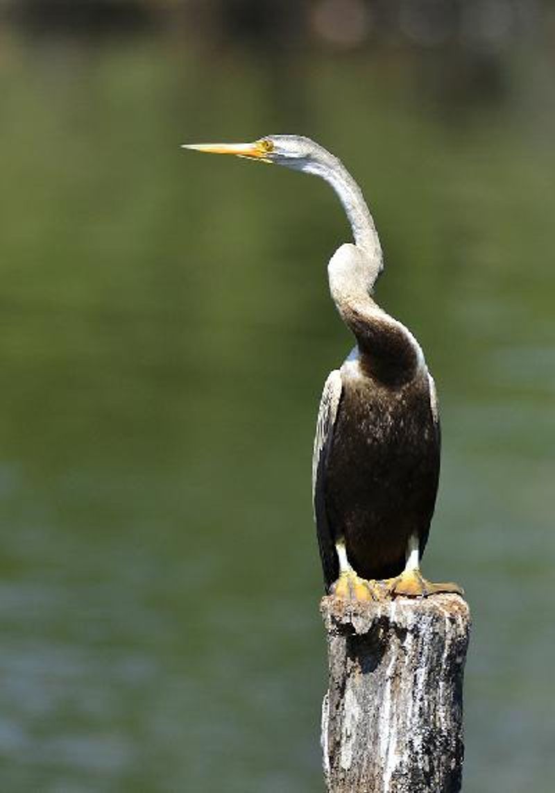 Oriental Darter