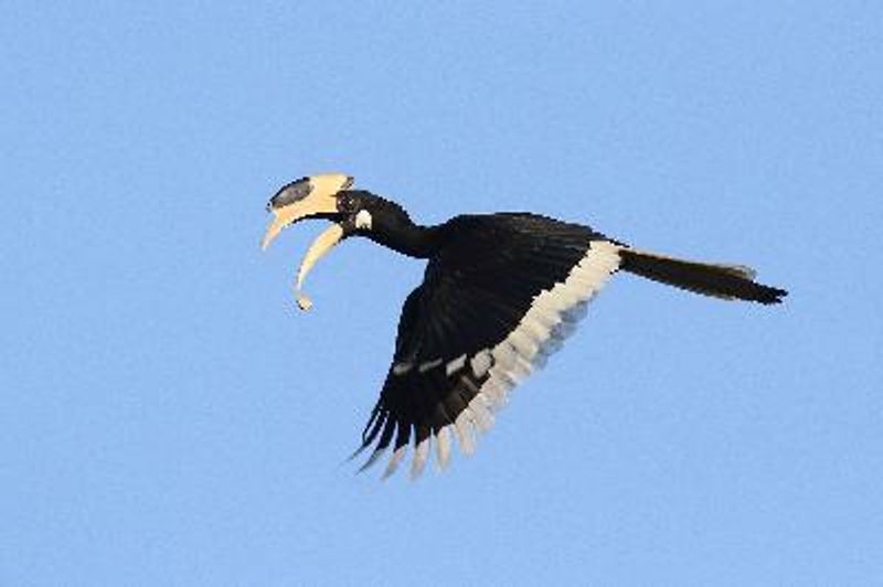 Malabar Pied Hornbill