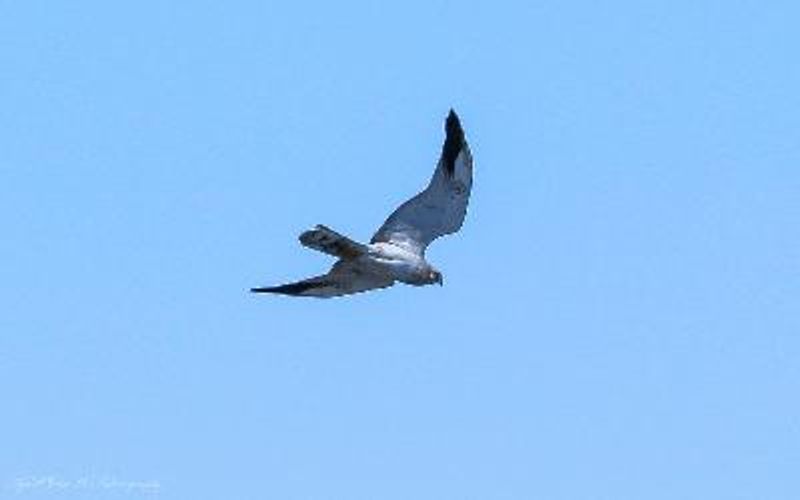 Pallid Harrier