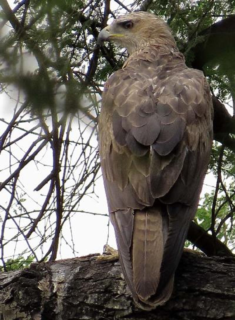 Bonelli's Eagle
