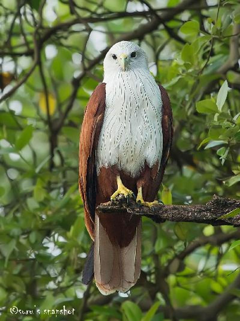 Brahminy Kite