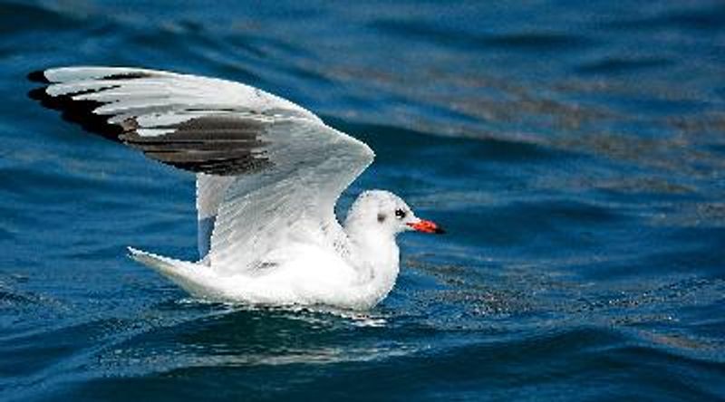 Black headed Gull