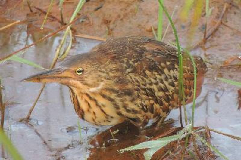 Cinnamon Bittern