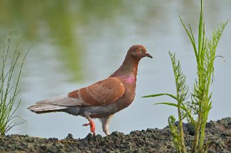 Rock Pigeon