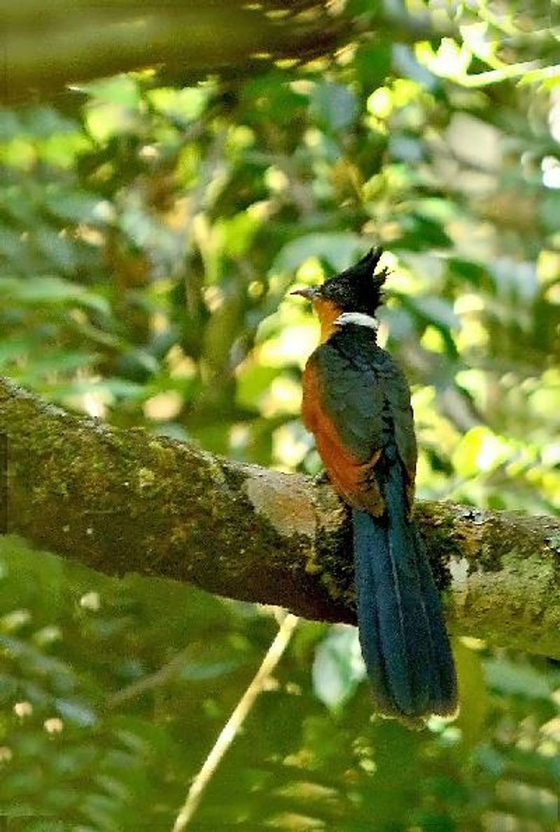 Chestnut winged Cuckoo