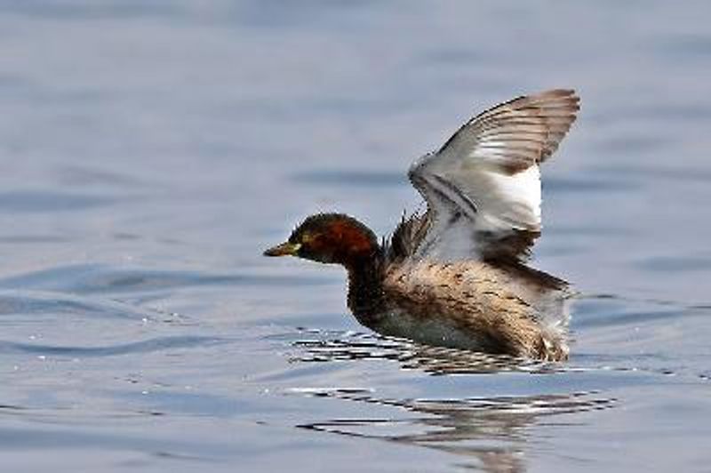Little Grebe