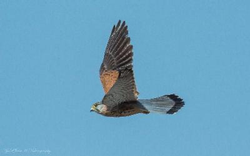 Lesser Kestrel