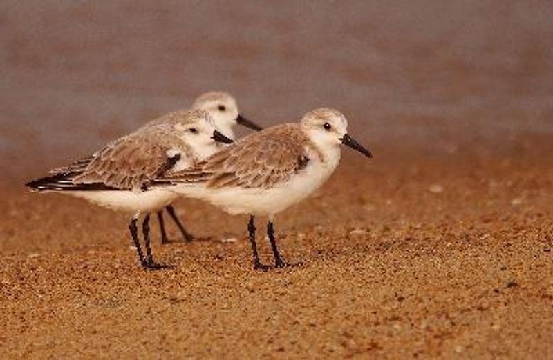 Sanderling