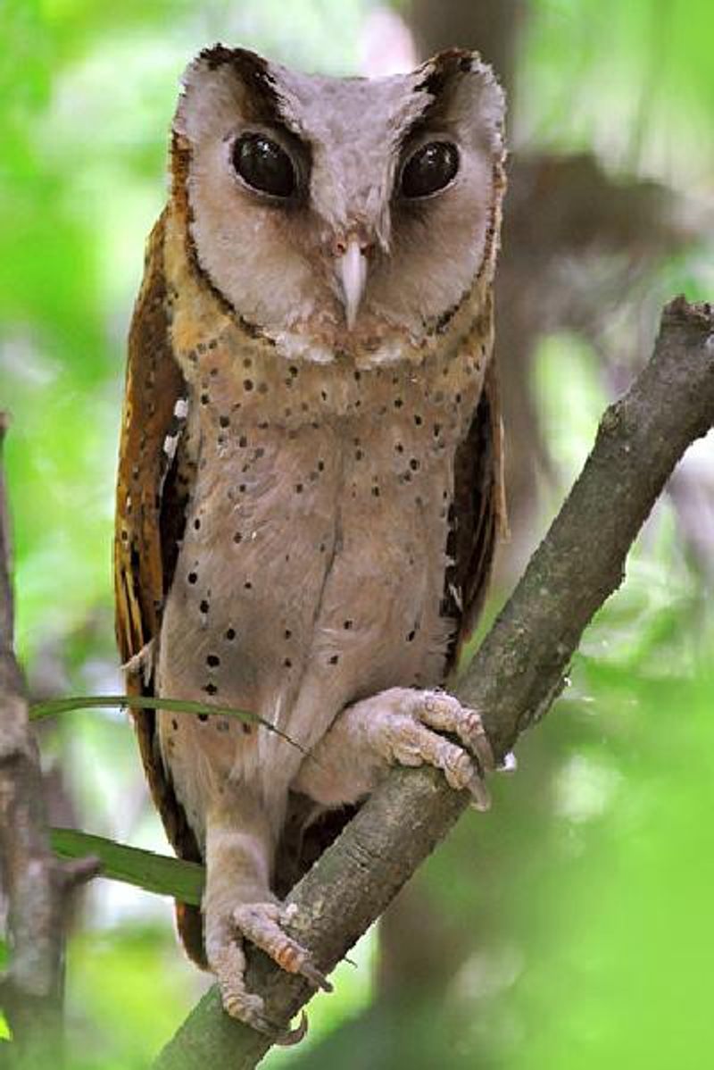 Bay Owl