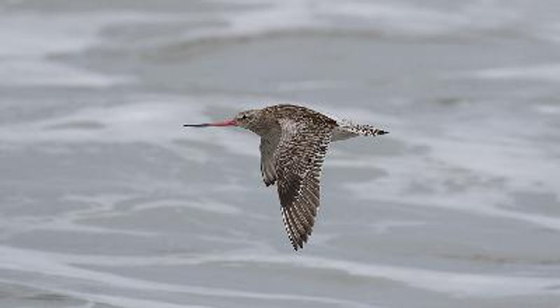 Bar tailed Godwit