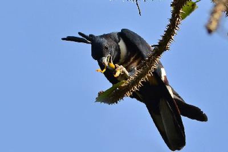 Black Baza