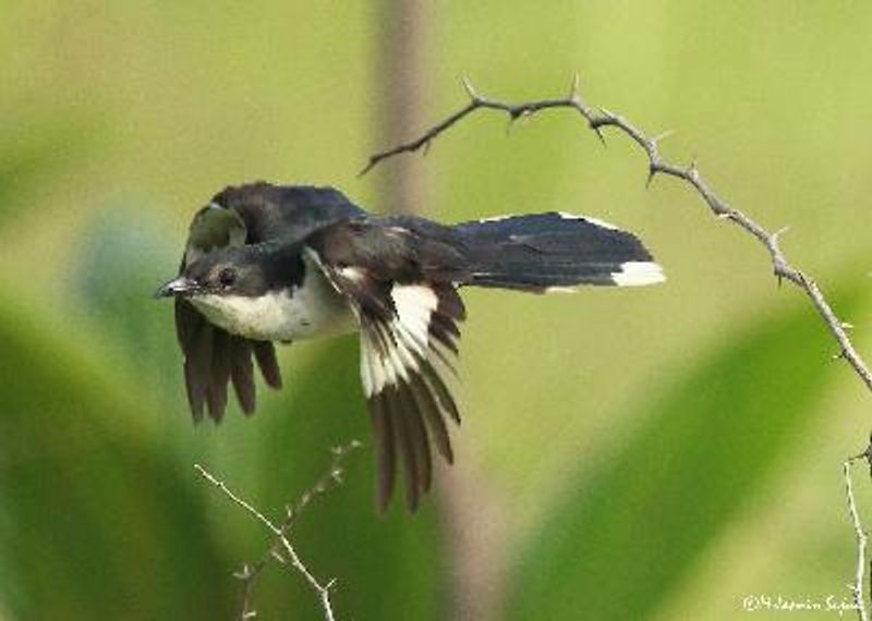 Pied Cuckoo