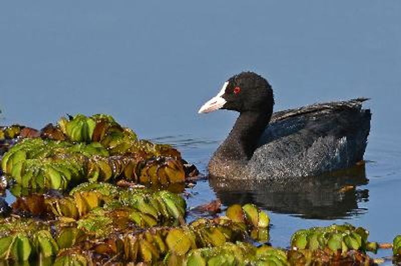 Common Coot