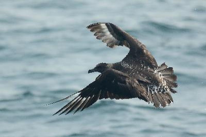 Pomarine Skua