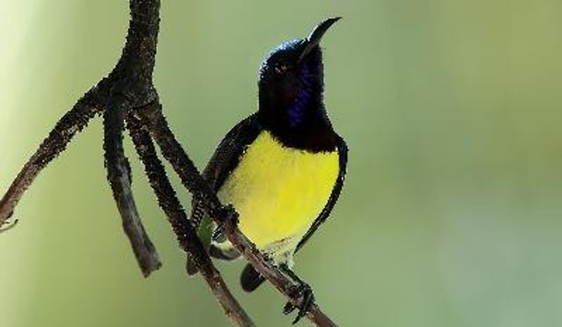 Purple rumped Sunbird