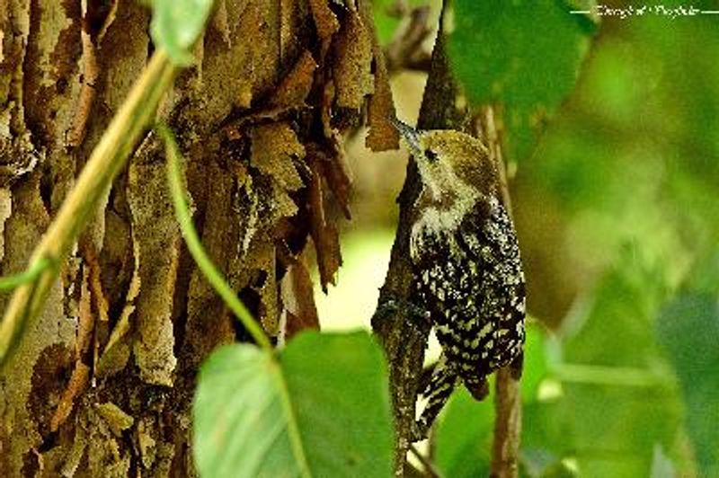 Yellow crowned Woodpecker