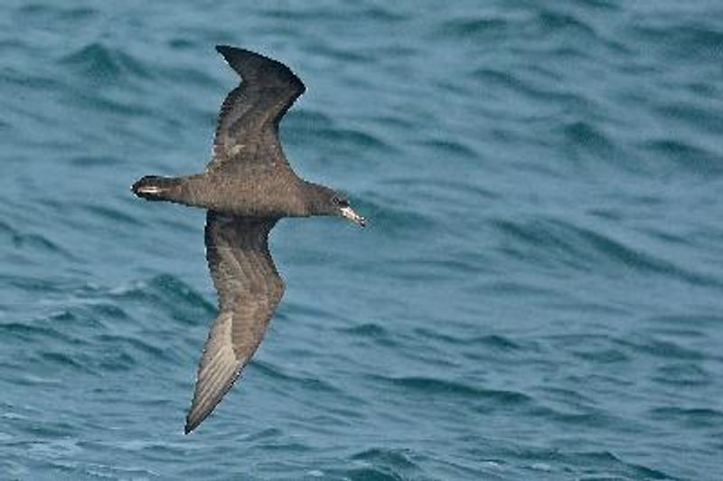 Flesh footed Shearwater