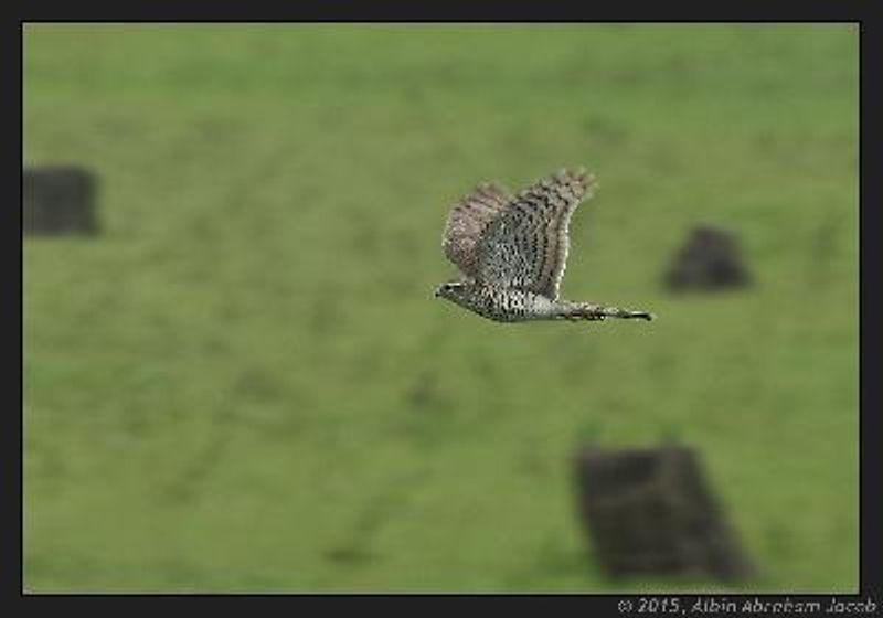 Eurasian Sparrowhawk