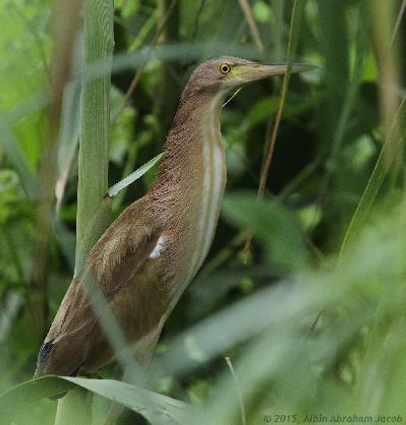 Yellow Bittern
