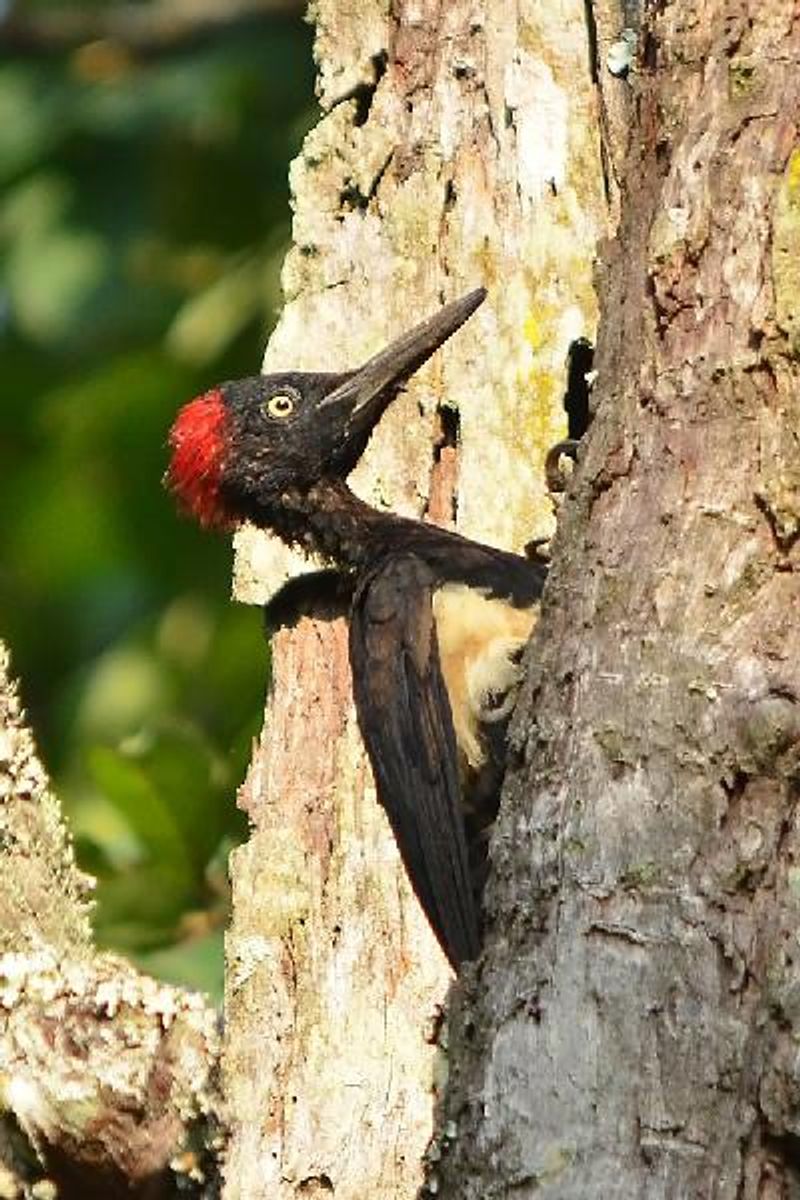 White bellied Woodpecker