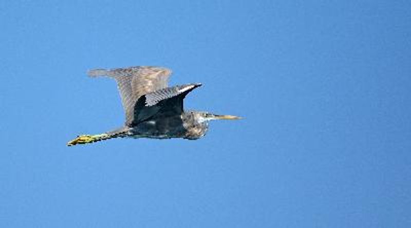 Western Reef Egret