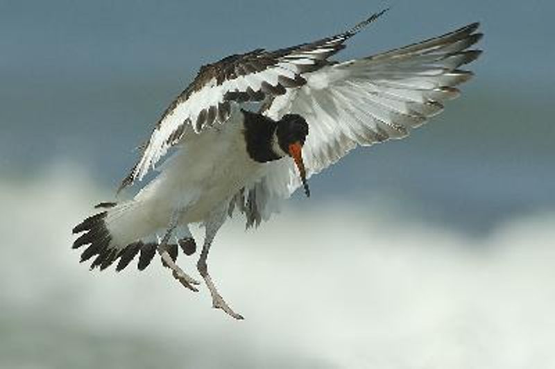 Eurasian Oystercatcher