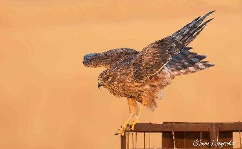 Montagu's Harrier