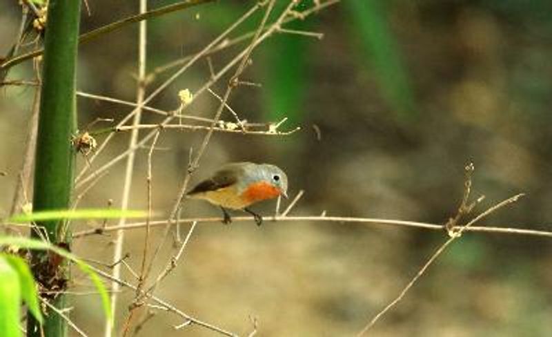 Red breasted Flycatcher