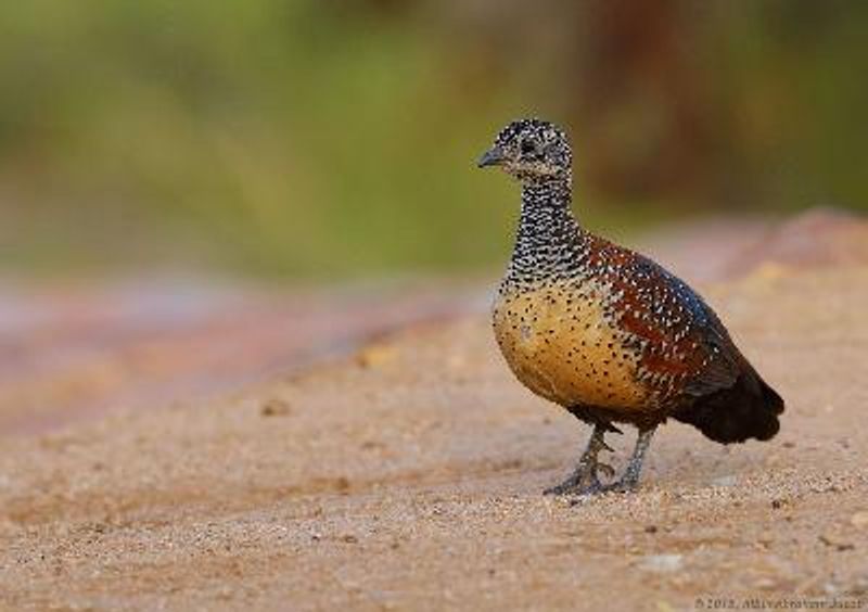 Painted Spurfowl