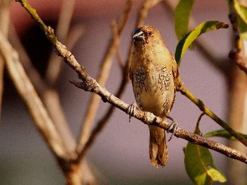 Scaly breasted Munia