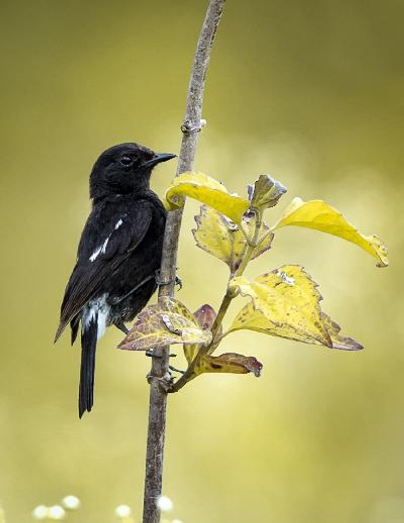 Pied BushChat