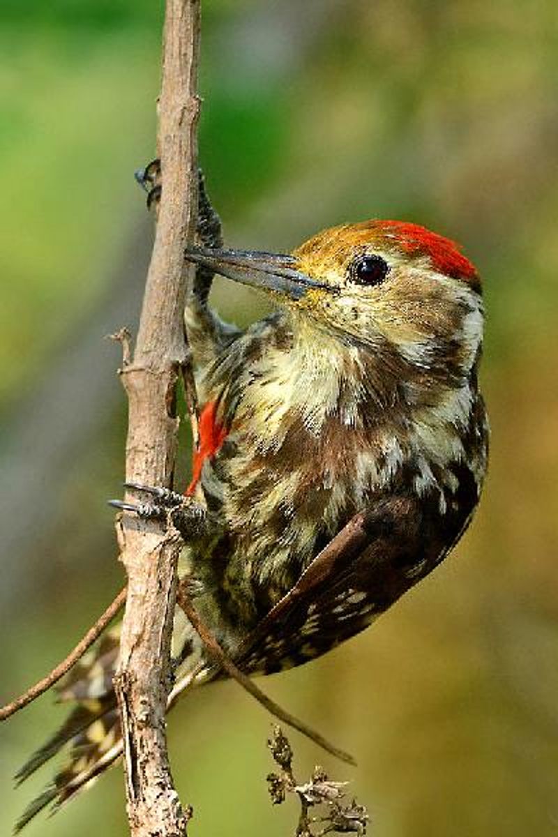 Yellow crowned Woodpecker