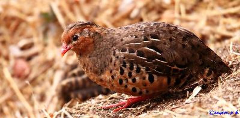 Painted Bush Quail