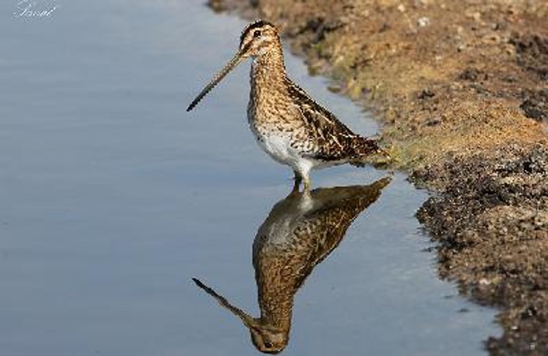 Common Snipe