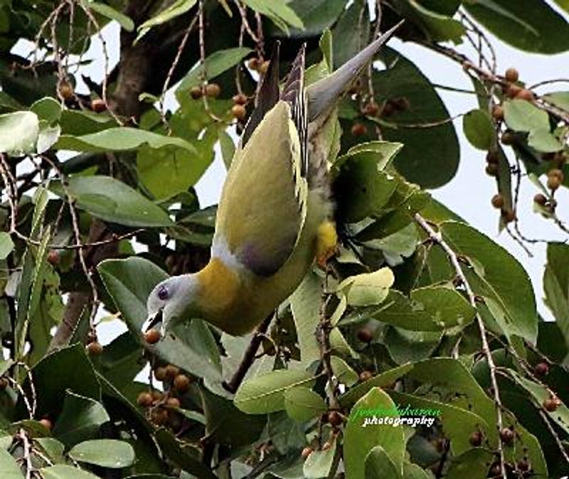 Yellow footed Green Pigeon