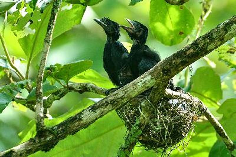 Greater Racket tailed Drongo