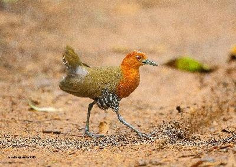 Slaty legged Crake