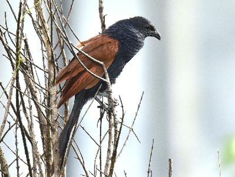 Lesser Coucal