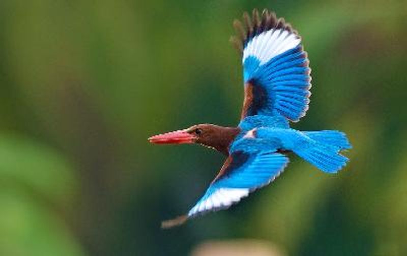 White throated Kingfisher