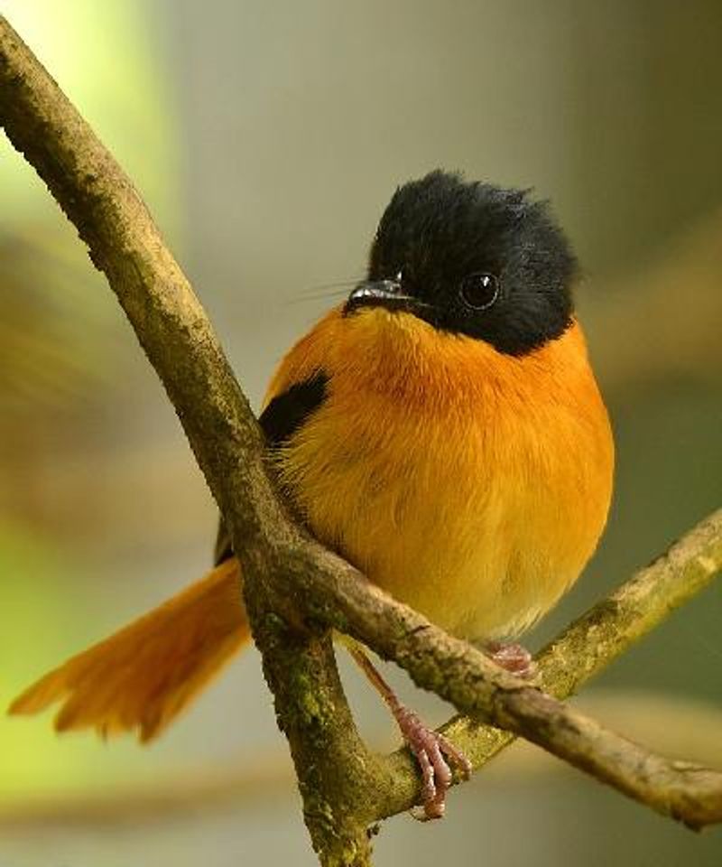 Black and orange Flycatcher