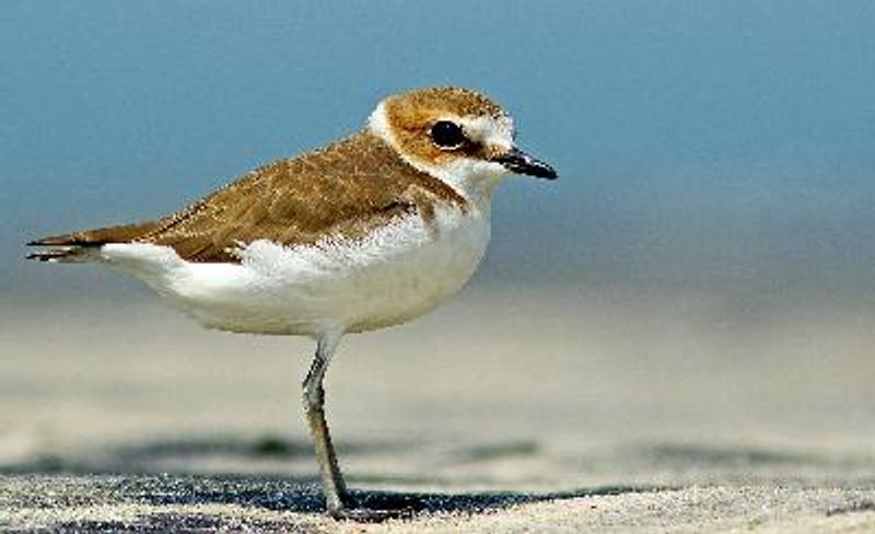 Kentish Plover