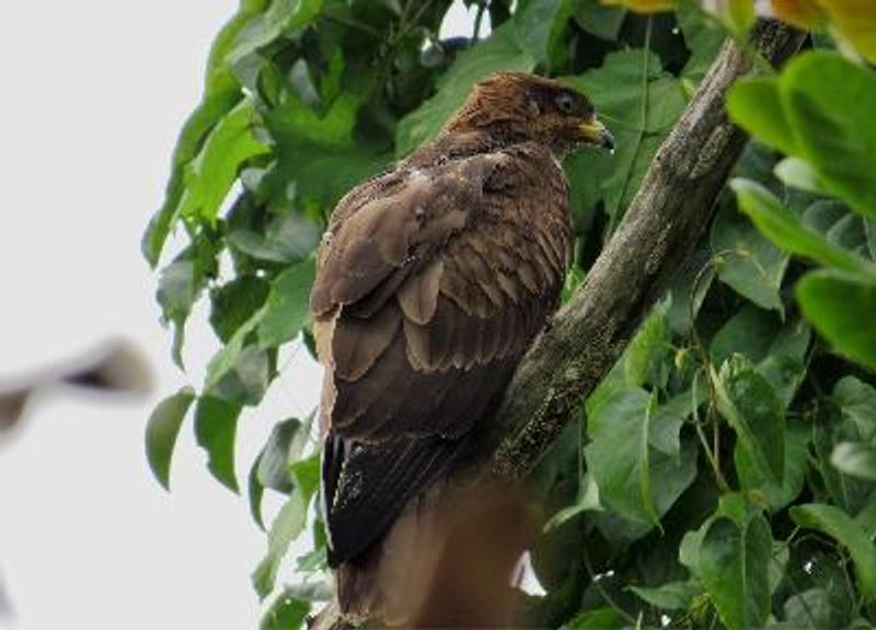 Oriental Honey buzzard