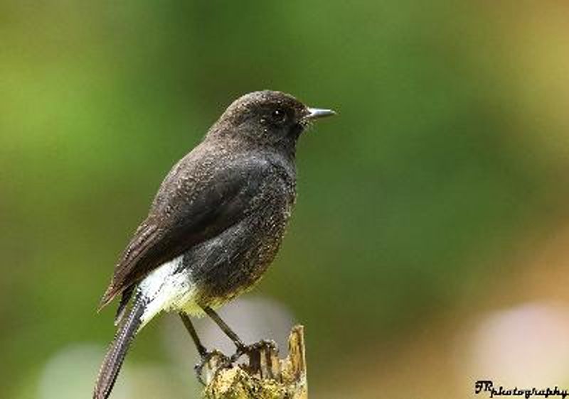 Pied BushChat