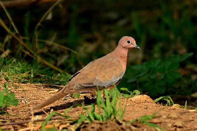 Laughing Dove