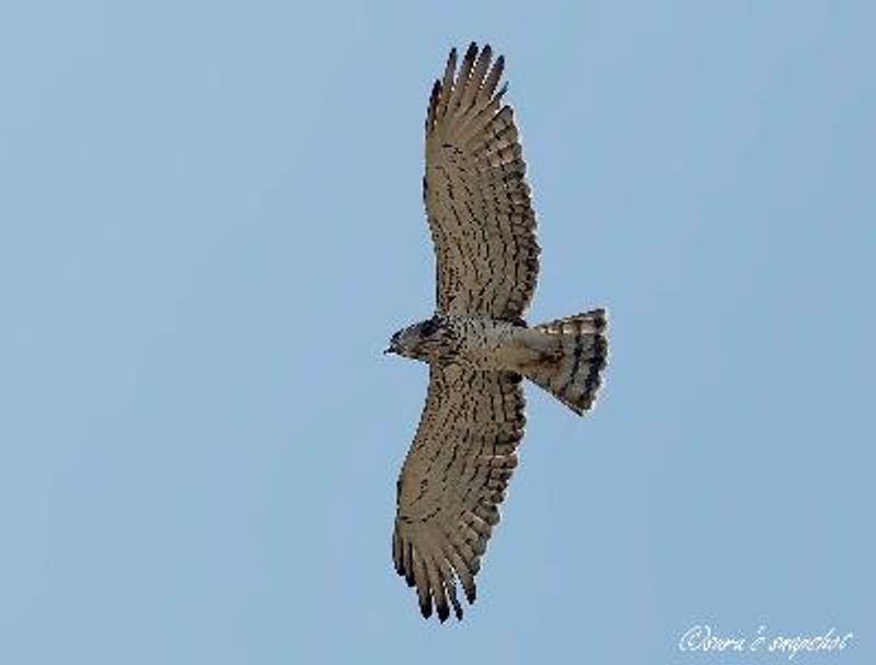 Short toed Snake Eagle