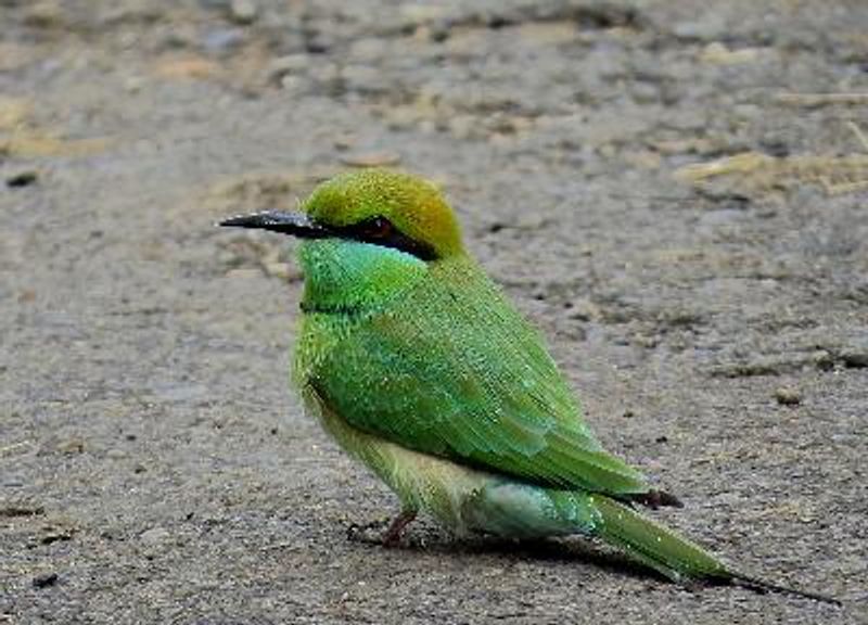 Green Bee eater