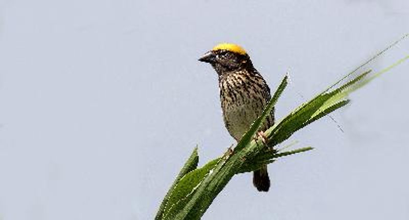 Streaked Weaver