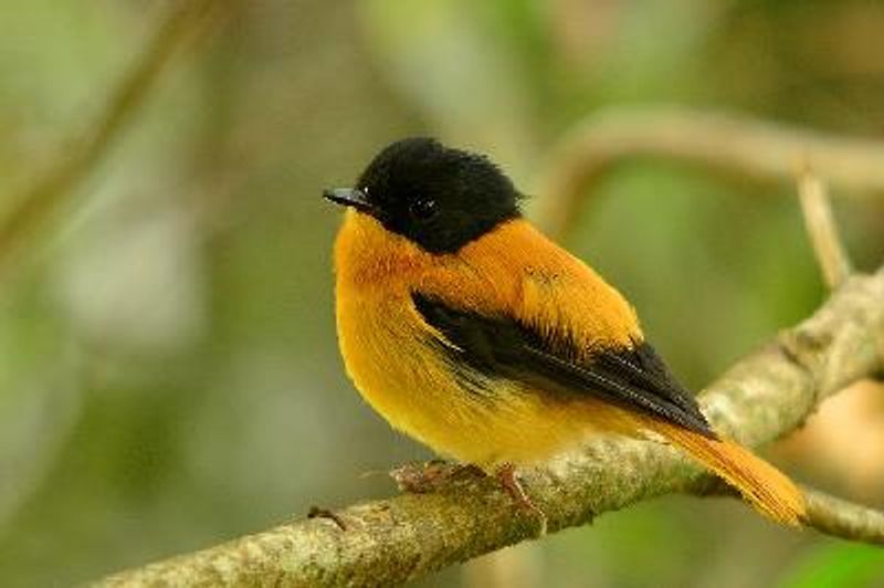 Black and orange Flycatcher